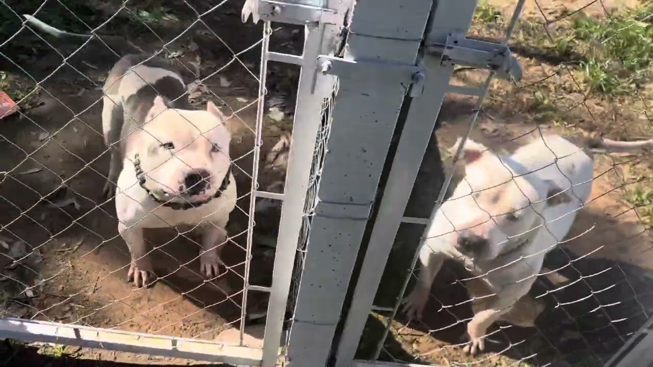 Agora o Pitbull não vai mais fugir pra br1g4r
