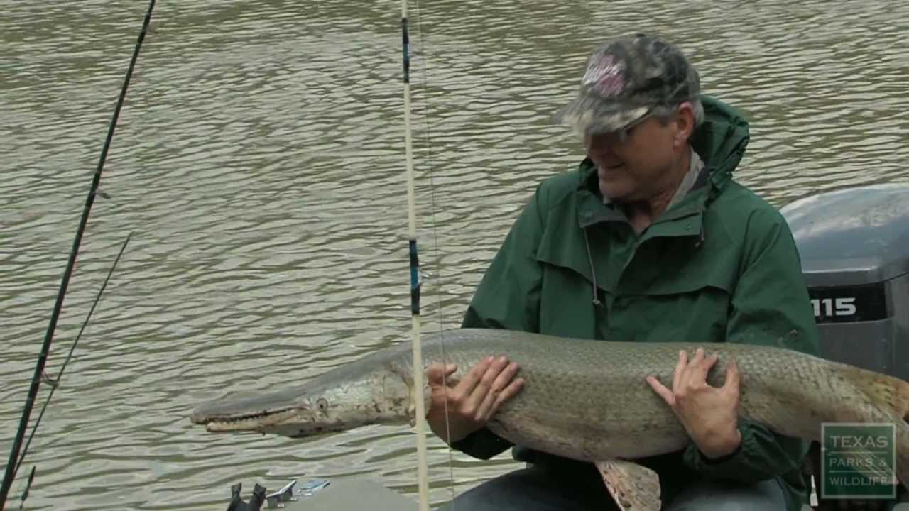 Fishing for Gargantuan Gar