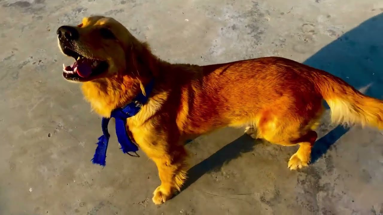 आज जेनी genius बन गई बॉल ⚽️ के साथ खेल के Golden retiver dog 🐕 