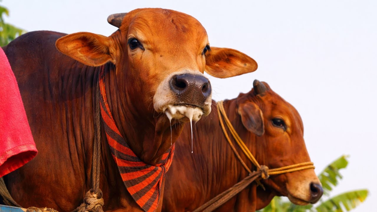 Cow unloading, cow videos, cow video, animal, big cow, goru hamba cow, Ep-289