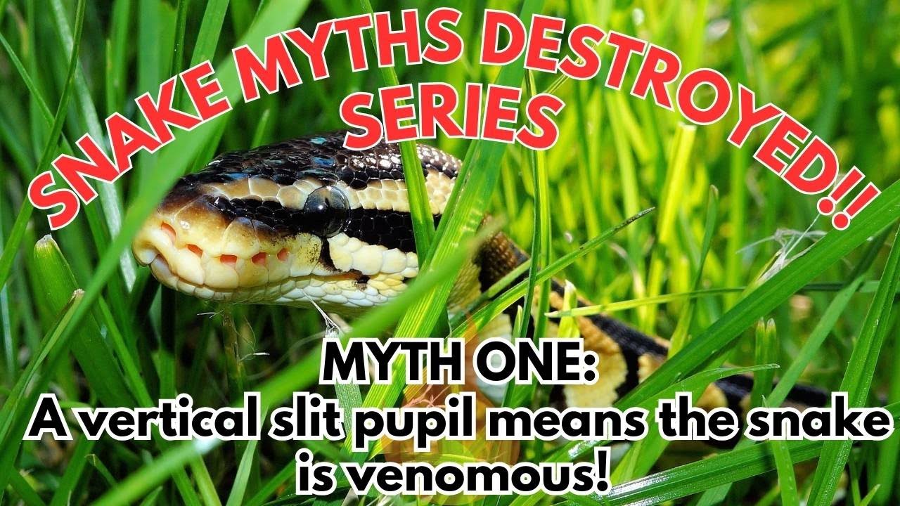Destroying Snake Myths! Series: Myth One