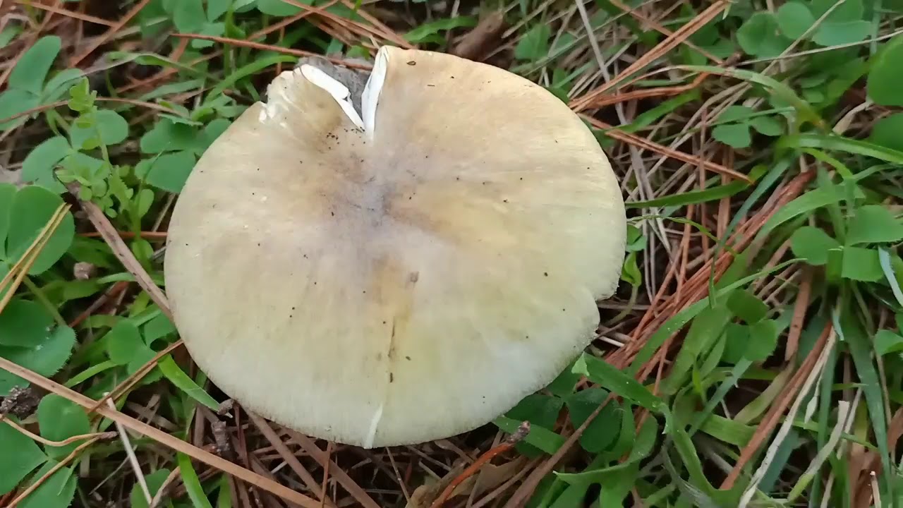 Amanita phalloides Venenosa Mortal