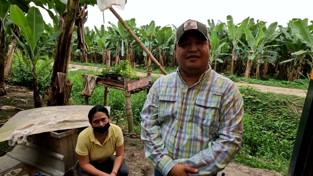 Culture de la banane biologique Machala Equateur.