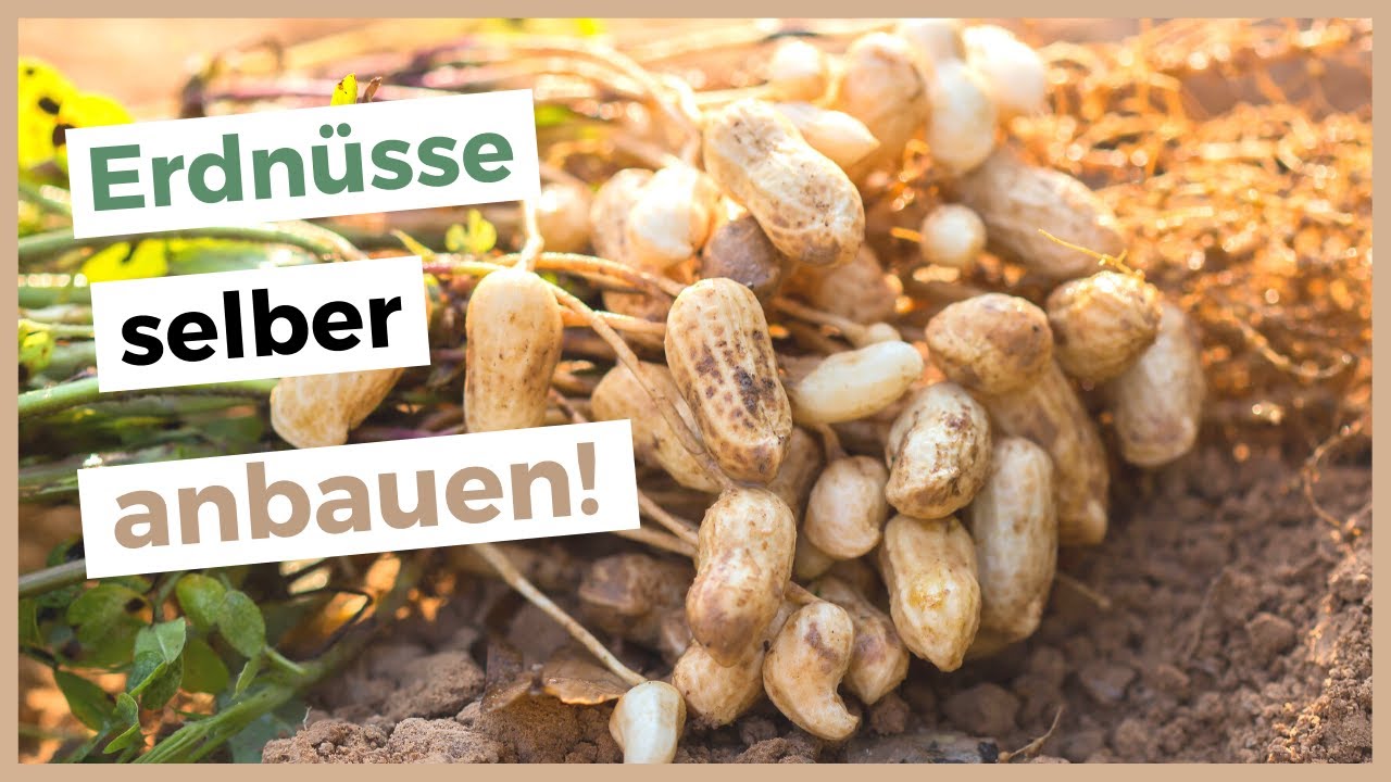 Erdn&uuml;sse in Deutschland anbauen 🥜 Erdnuss-Pflanzen selber ziehen!