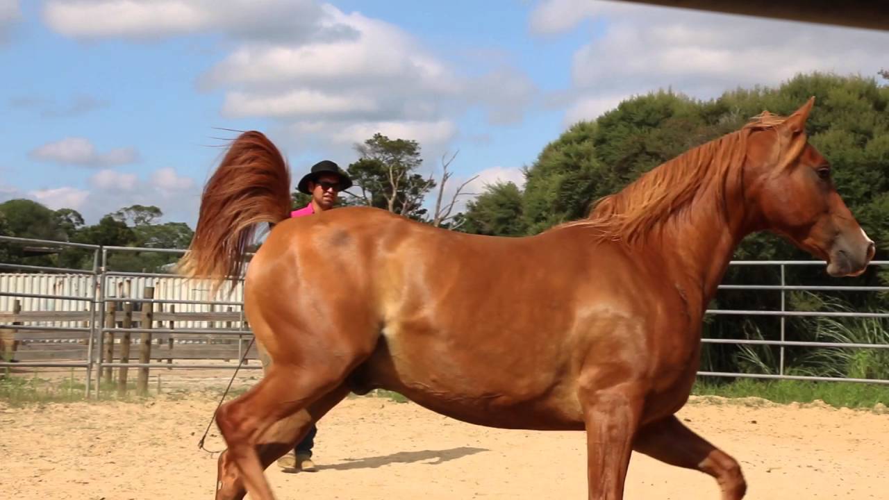 Native Horsemanship presents 