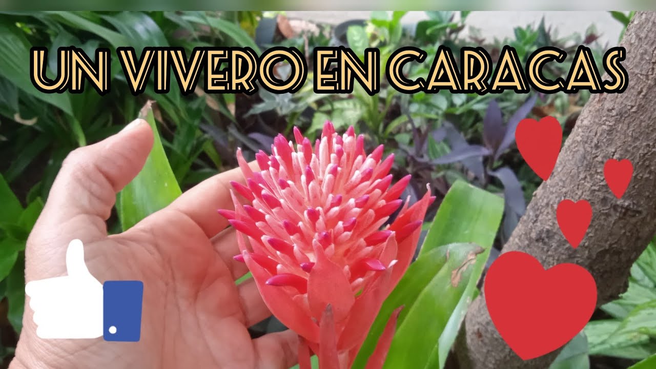 Tour por un vivero en Caracas!