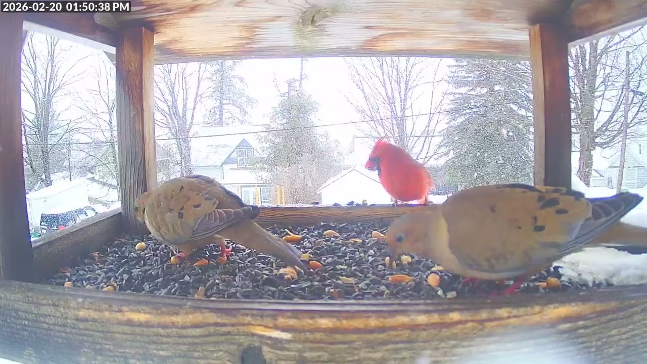Daily Birdfeeder Highlight Reel (Friday)