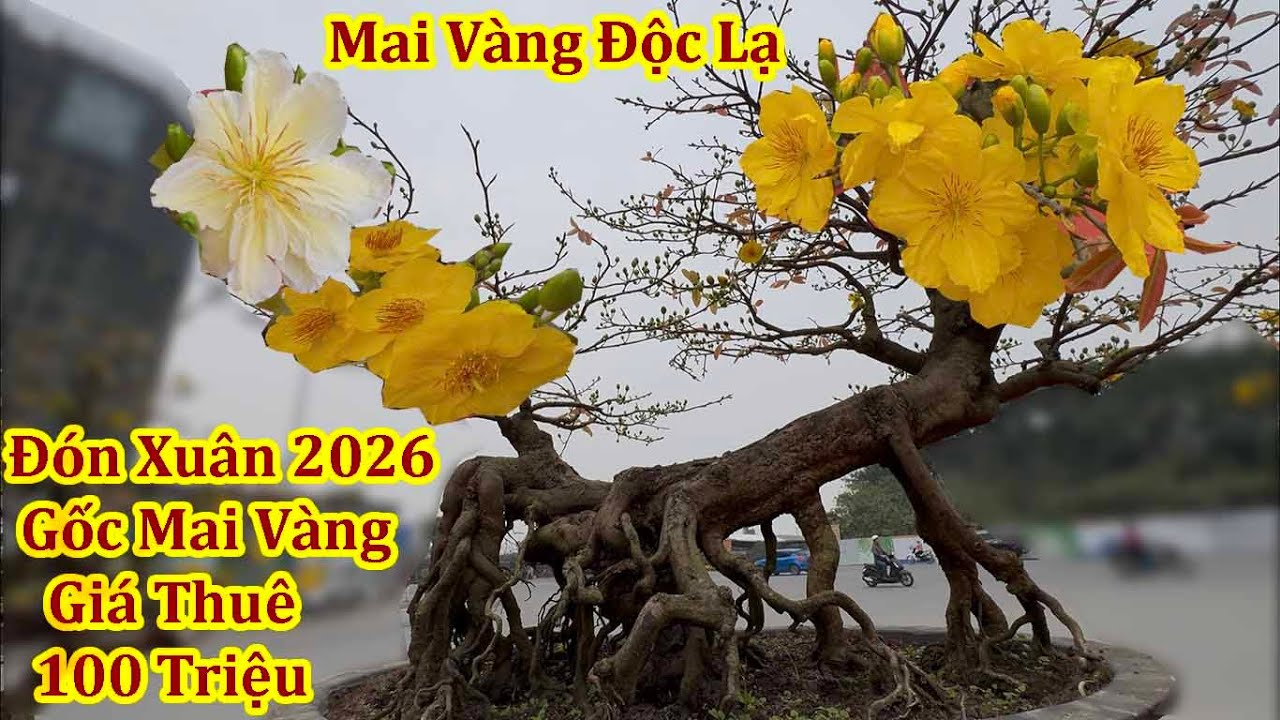 CHOÁNG NGỢP VỚI GỐC MAI VÀNG ĐỘC LẠ XUÂN BÍNH NGỌ 2026
