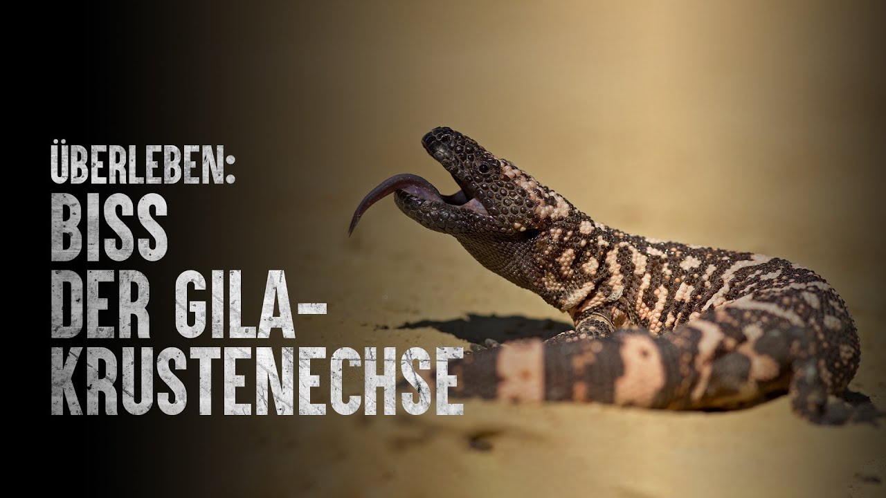 Wie überlebt man einen Biss der Gila-Krustenechse?