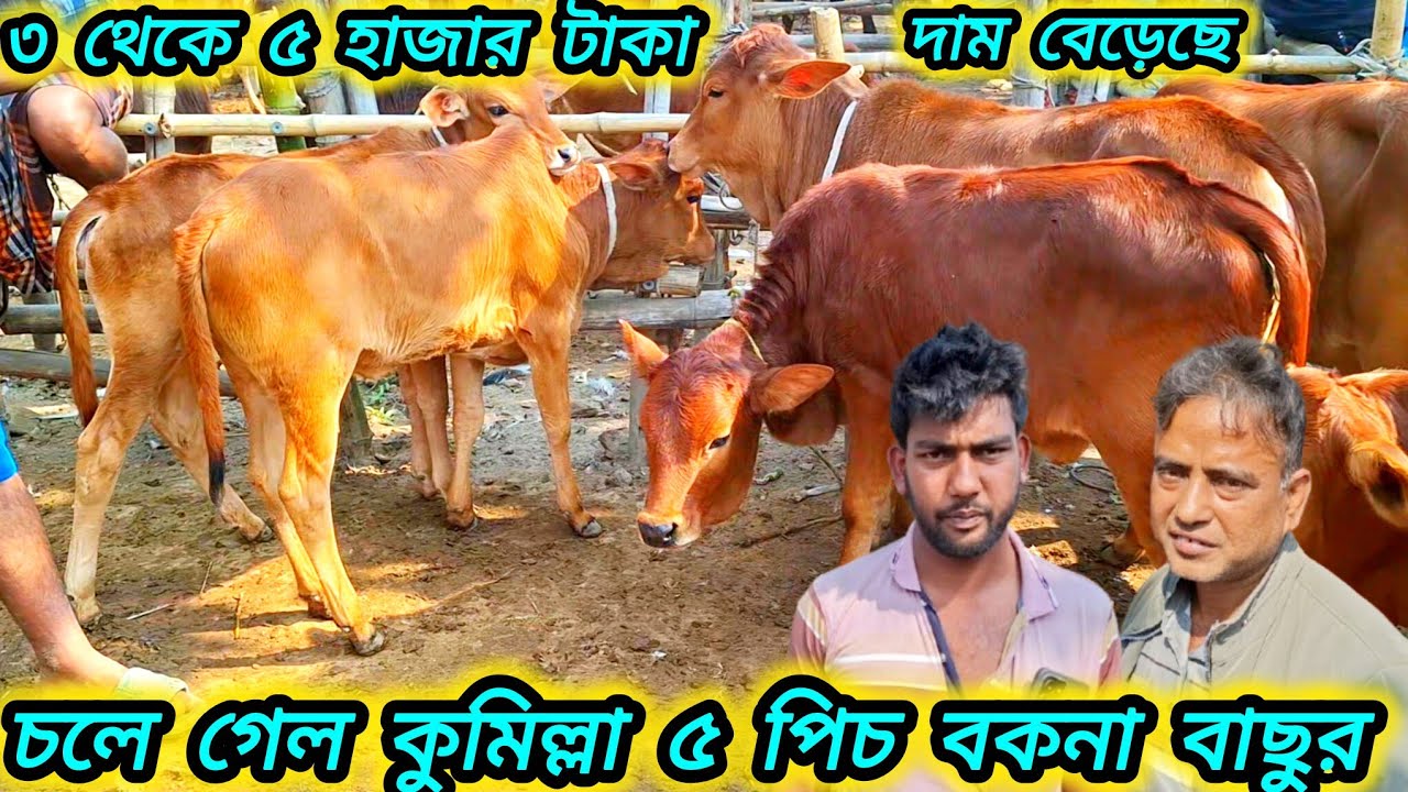 ১৮/০১/২৬/ কেমন দামে হাট শেরা শাহীওয়াল ও দেশি বকনা বাছুর গরু কিনলেন কুমিল্লার ভাই  জয়পুরহাট গরুর হাট 