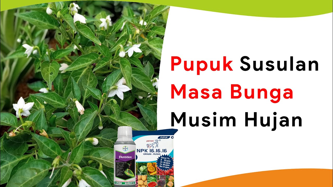 Pupuk Susulan Masa Bunga Musim Hujan, Bunga Tetap Kuat dan Lebat