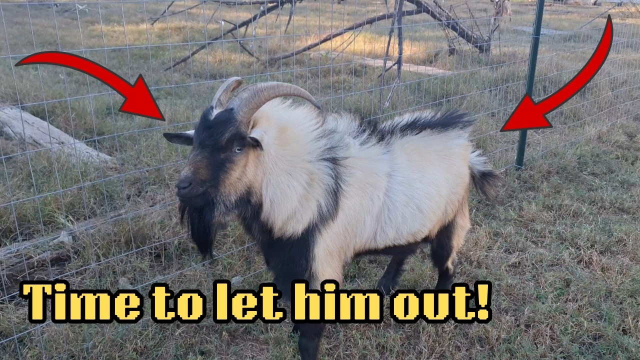 Goats Getting Ready For Breeding Season | Let's Let Them Loose!