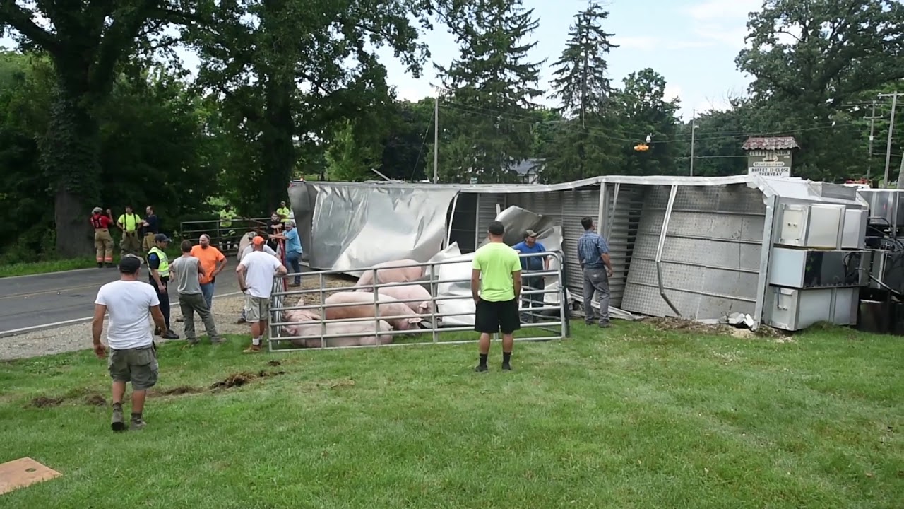 Crash involving semi hauling pigs