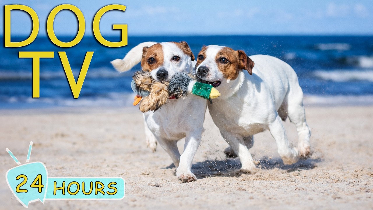 DOG TV: 24 Hours Anti Anxiety & Boredom Videos for Dog When Home Alone - Entertain Music for Dogs