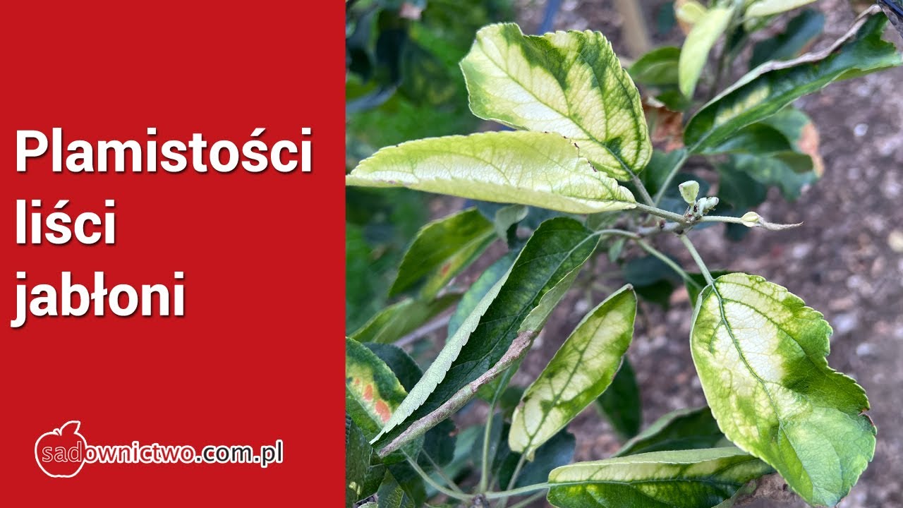 Jak uniknąć plamistości liści ? Co jest powodem ?