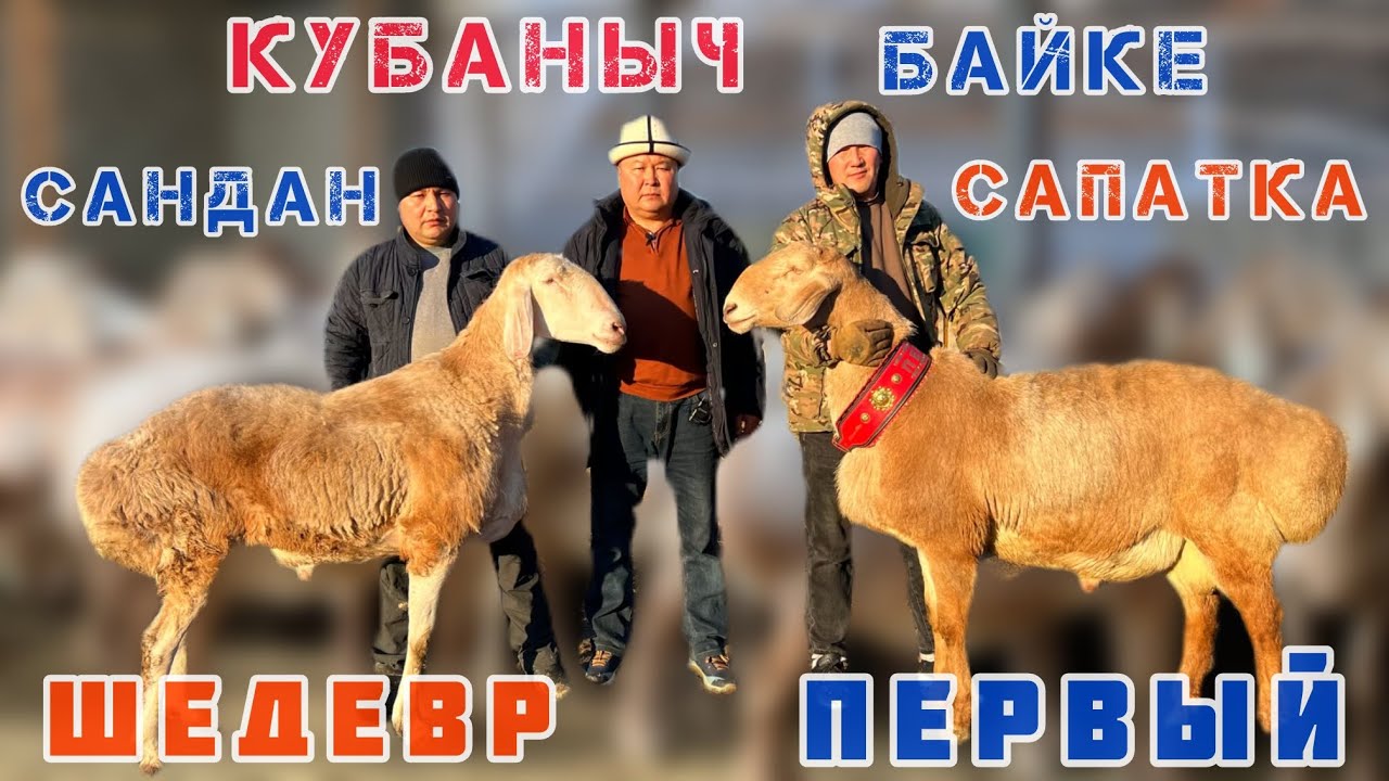 ШЕДЕВР, ПЕРВЫЙ миллиондук кочкорлор 🔥 КУБАНЫЧ аганын ЭЛИТА койлору. Сандан сапатка