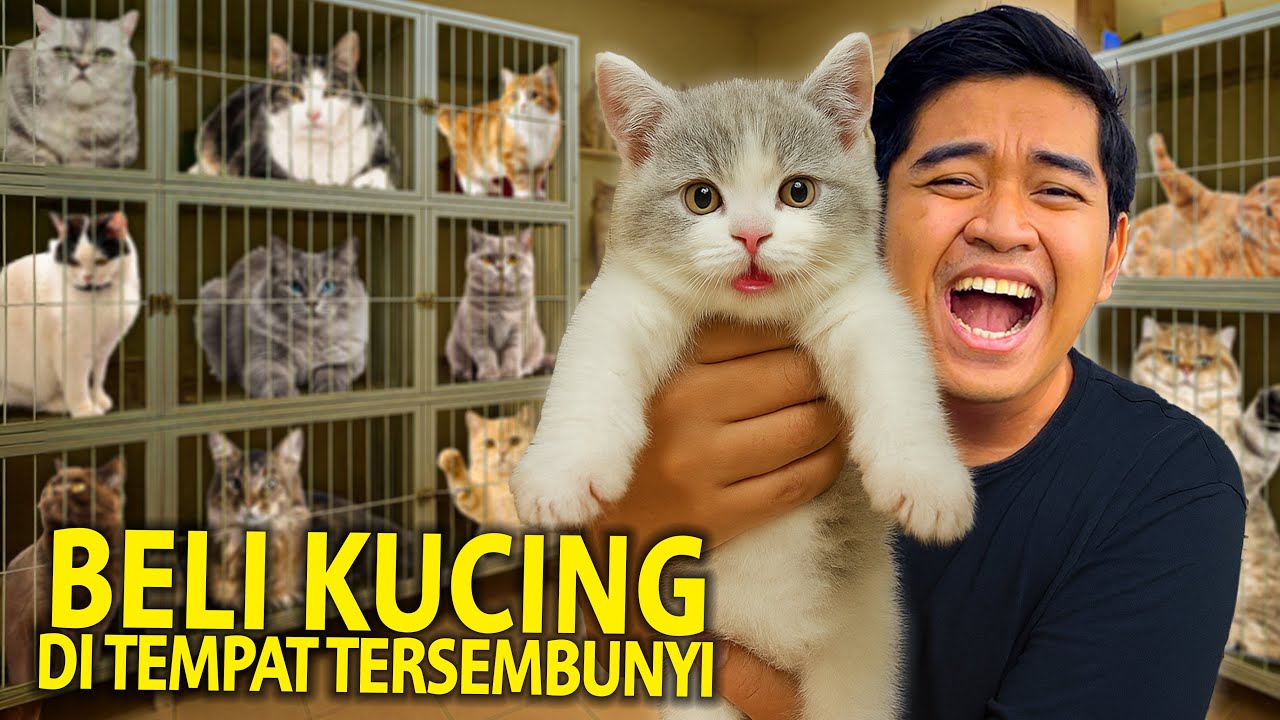 BELI KUCING PERTAMA YANG AKU PELIHARA DI TEMPAT TERSEMBUNYI! AKHIRNYA DIPUTUSKAN ADOPSI RAS INI!