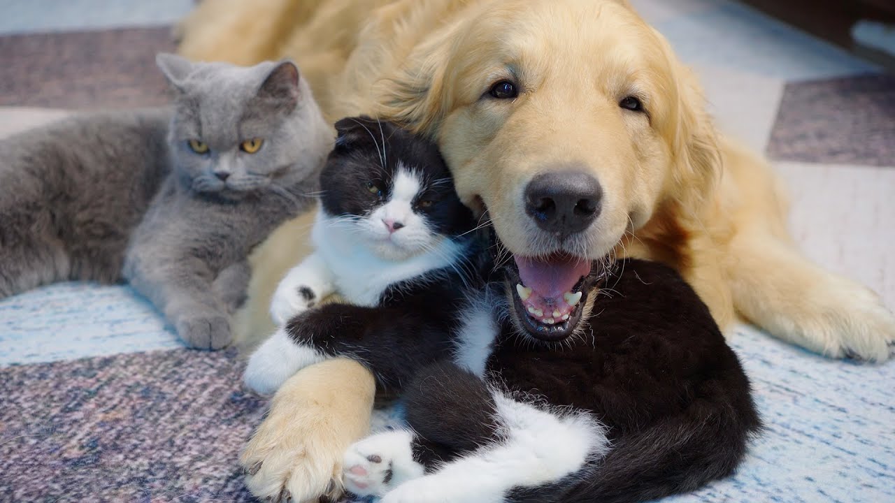 This Golden Retriever Thinks He’s a Cat Dad – And His Kittens Adore Him!