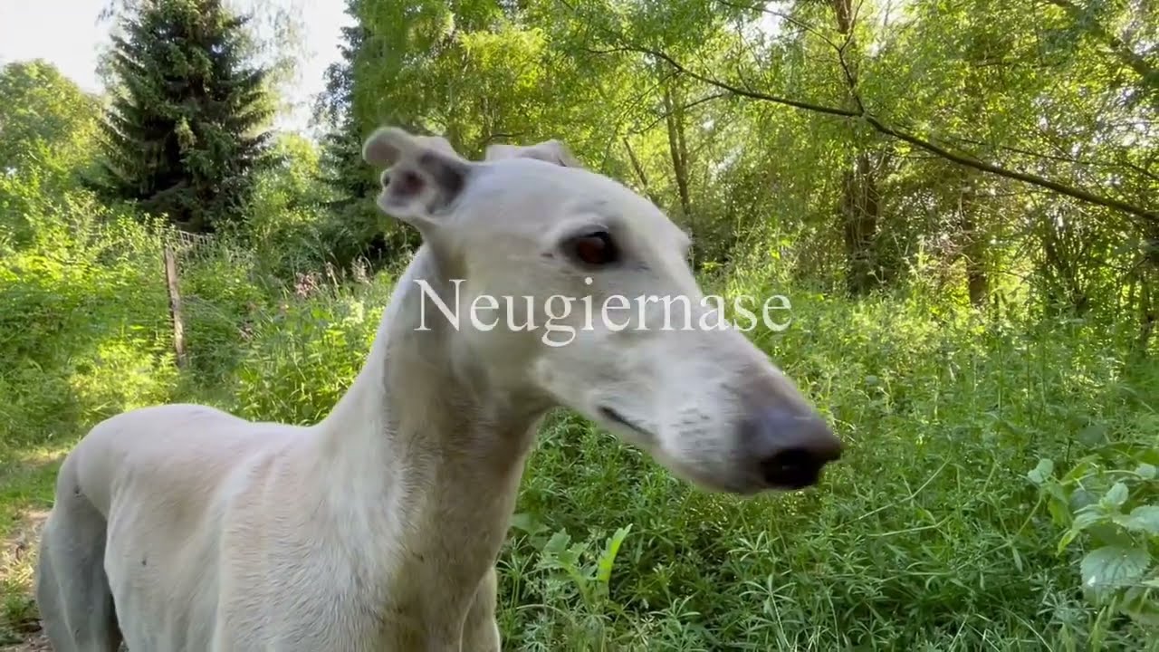 Miguelin: Dobby,  der Hauself in Galgogestalt, wünscht sich eine eigene Familie