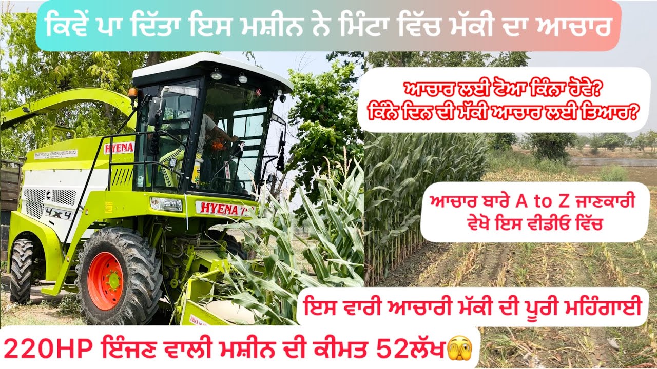 Hyena-700Machine Harvesting Corn 🌽Silage ਮੱਕੀ ਦੇ ਆਚਾਰ ਬਾਰੇ ਪੂਰੀ ਜਾਣਕਾਰੀ #corn #hyena #cornsilage
