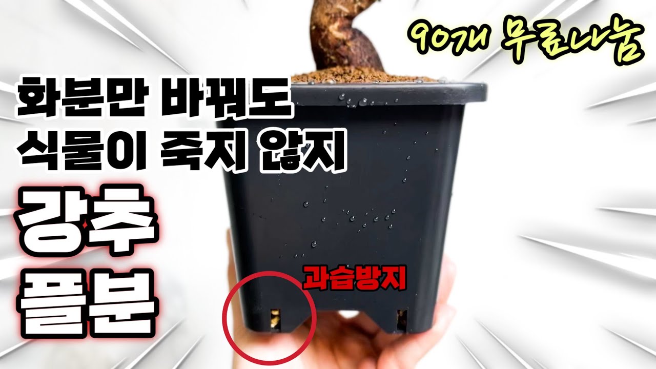 화분 추천 / 플라스틱 화분은 딱 이거 쓰세요.  / 과습 방지 화분 무료나눔 & 분갈이 2편