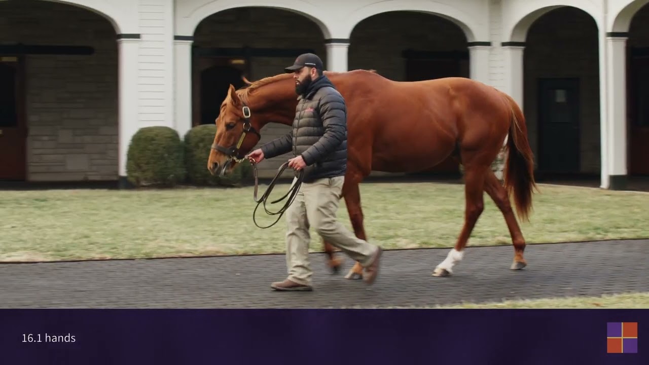 2022 Virtual Stallion Show | New Stallions