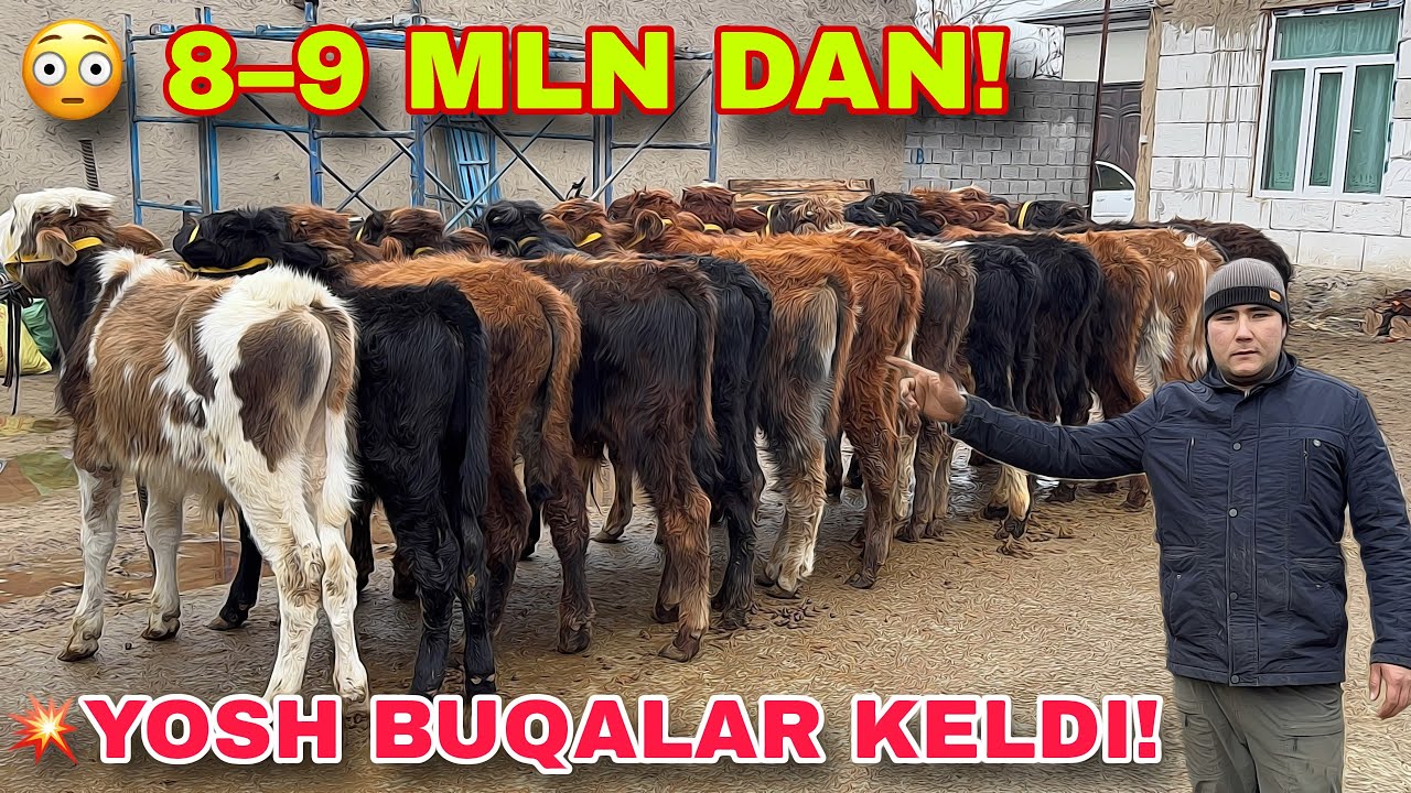 💥 YANGI PARTIYA! YOSH BUQALAR 8&ndash;9 MLN DAN &mdash; SIFATGA BAHO BERING!