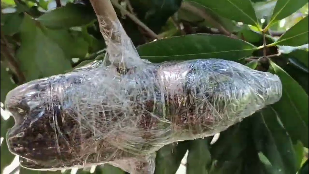 Aprenda Alporquia de Forma Simples e Rápida!
