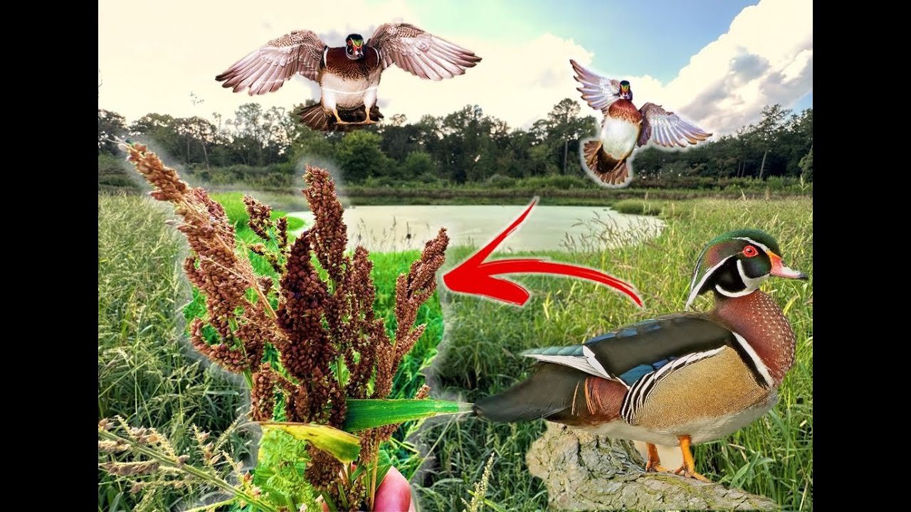 They Found the Millet! | Rice is Heading Out | Duck Farm Tour 2023