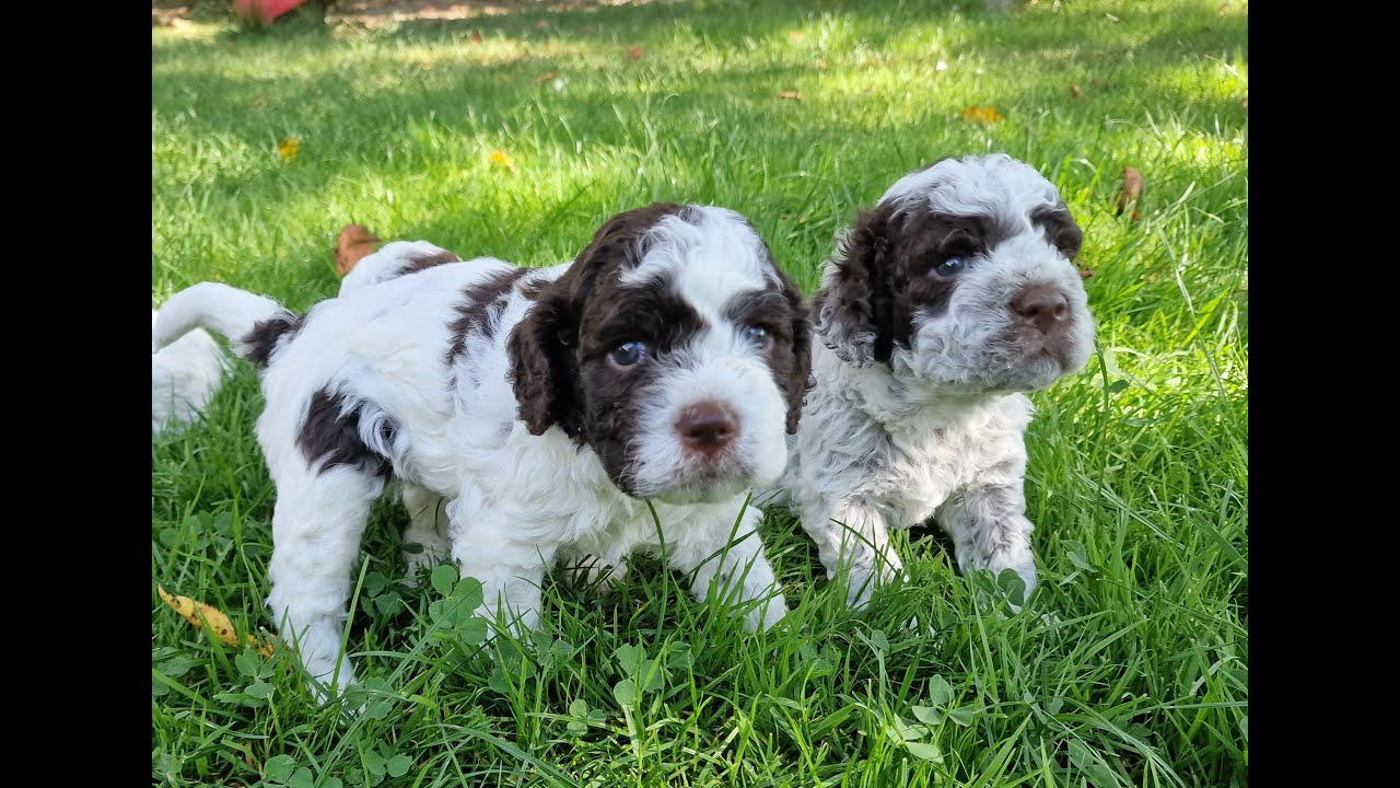 Geburt von Lagotto Hundewelpen