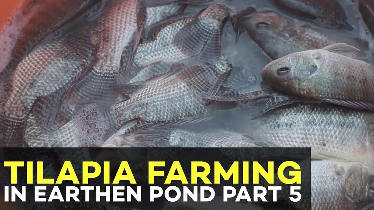 Tilapia Farming Profit: Capitalization, ROI and Marketing | Tilapia Farming Part 5