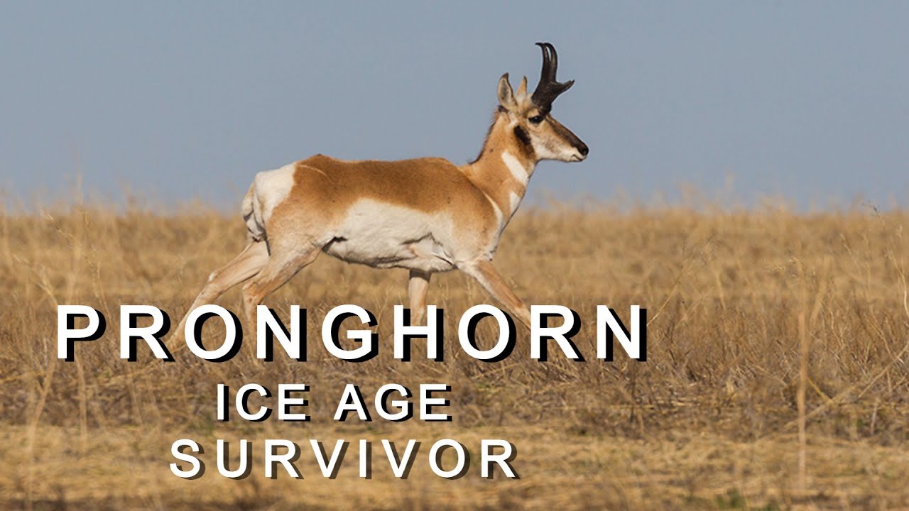 Pronghorn: Ice Age Survivor | Wildlife Documentary