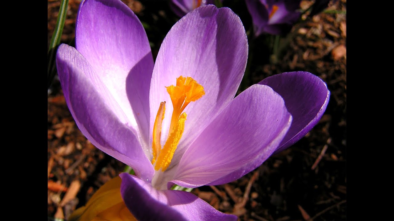 Phenology Fun!
