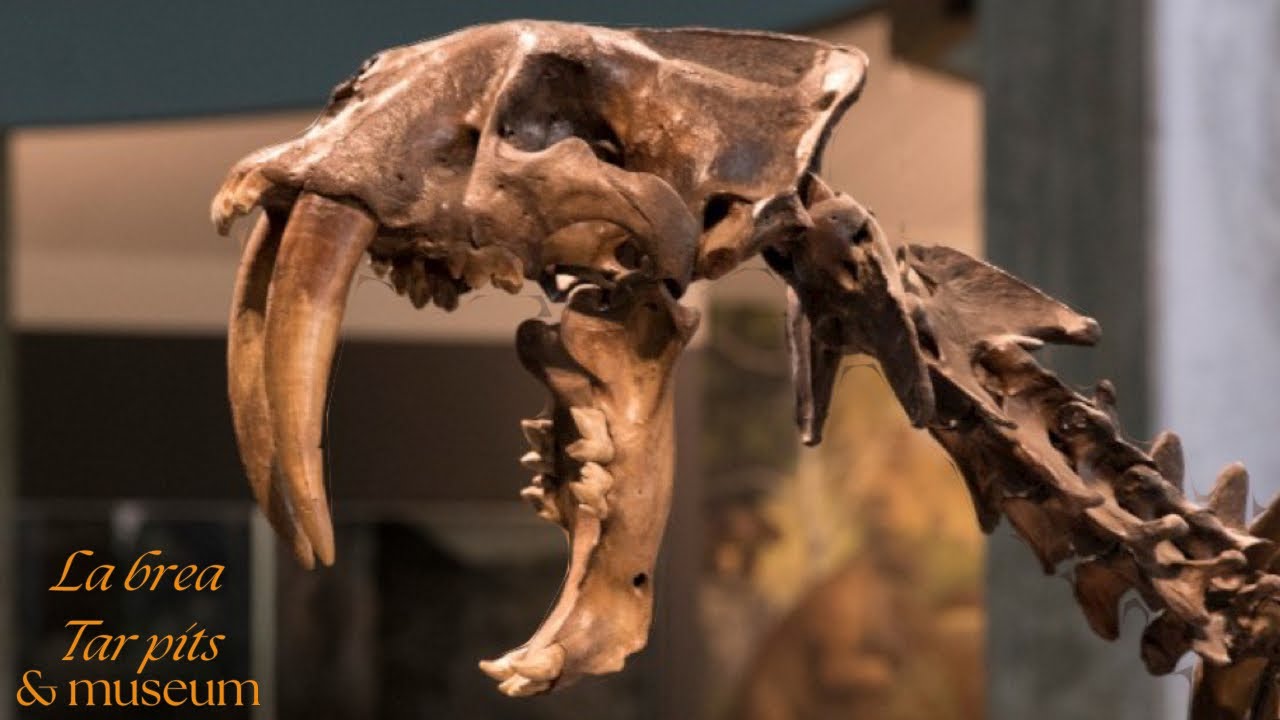 La Brea Tar Pits and Museum.. Full walkthrough