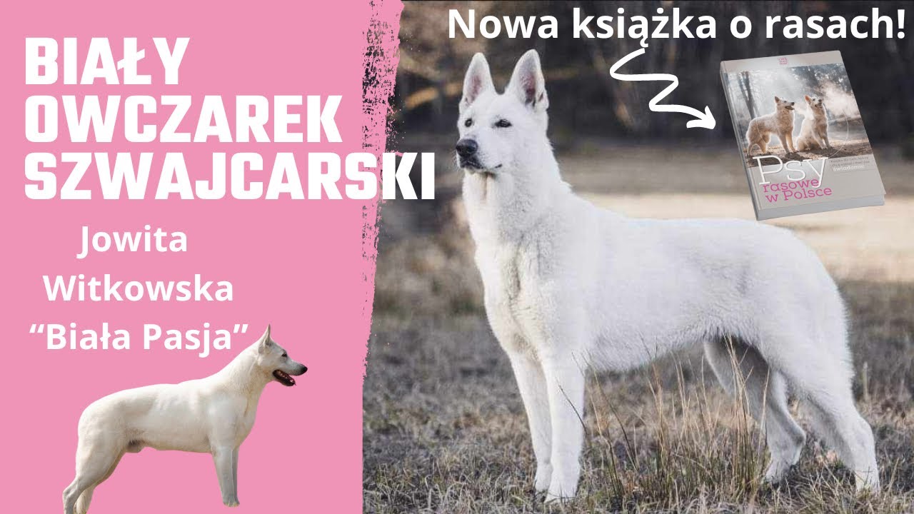 Biały owczarek szwajcarski - pies dla aktywnej rodziny i amatorskiego sportu. Jowita Witkowska