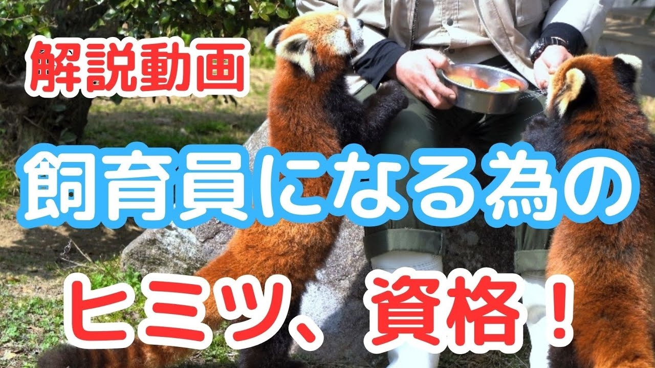 【広島市安佐動物公園】レッサーパンダの優しい飼育員さんの解説動画
