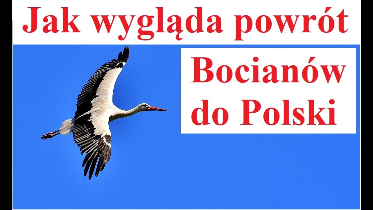Jak wygląda przylot Bocianów do Polski