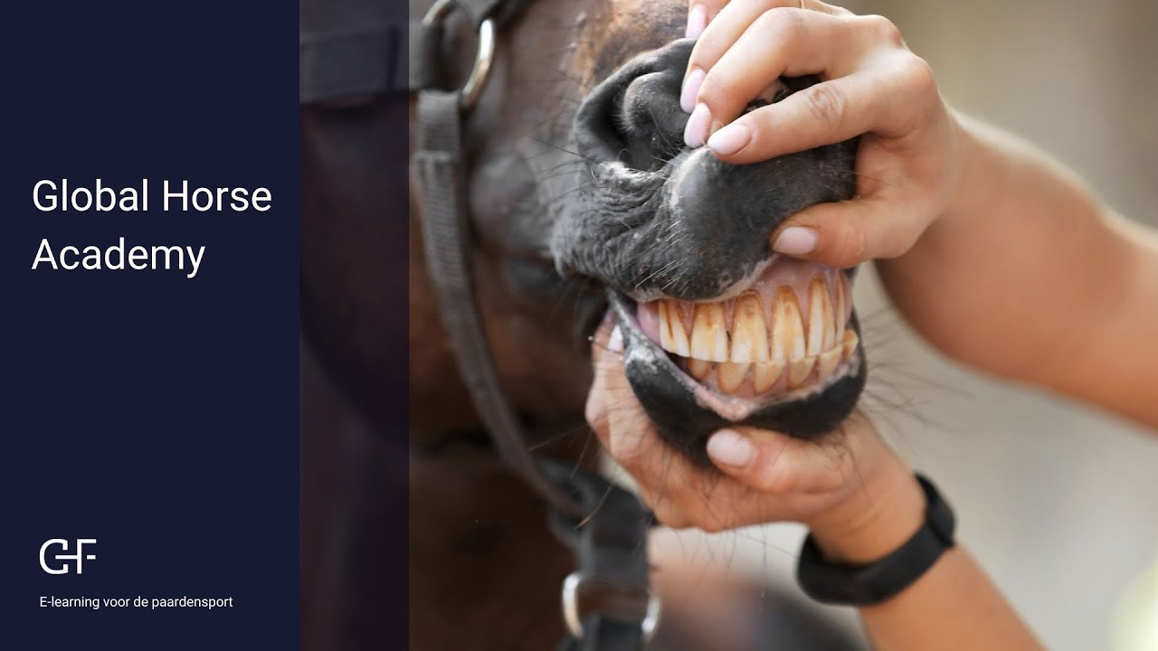 Gebit van paarden: Wolfstanden | Global Horse Academy