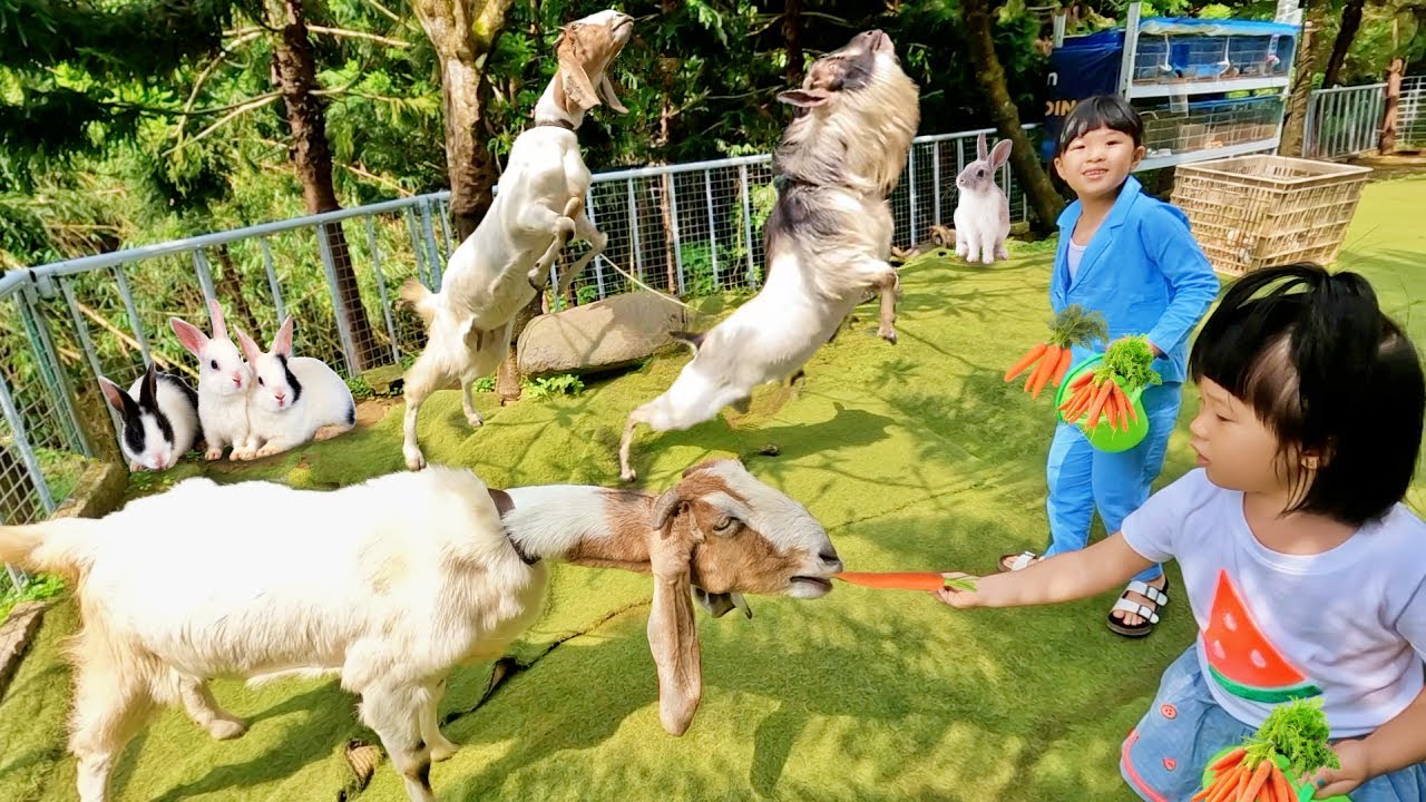 Kasih Makan Kambing Berdiri, Kelinci, Marmut dan Burung - Mengenal Binatang untuk Anak