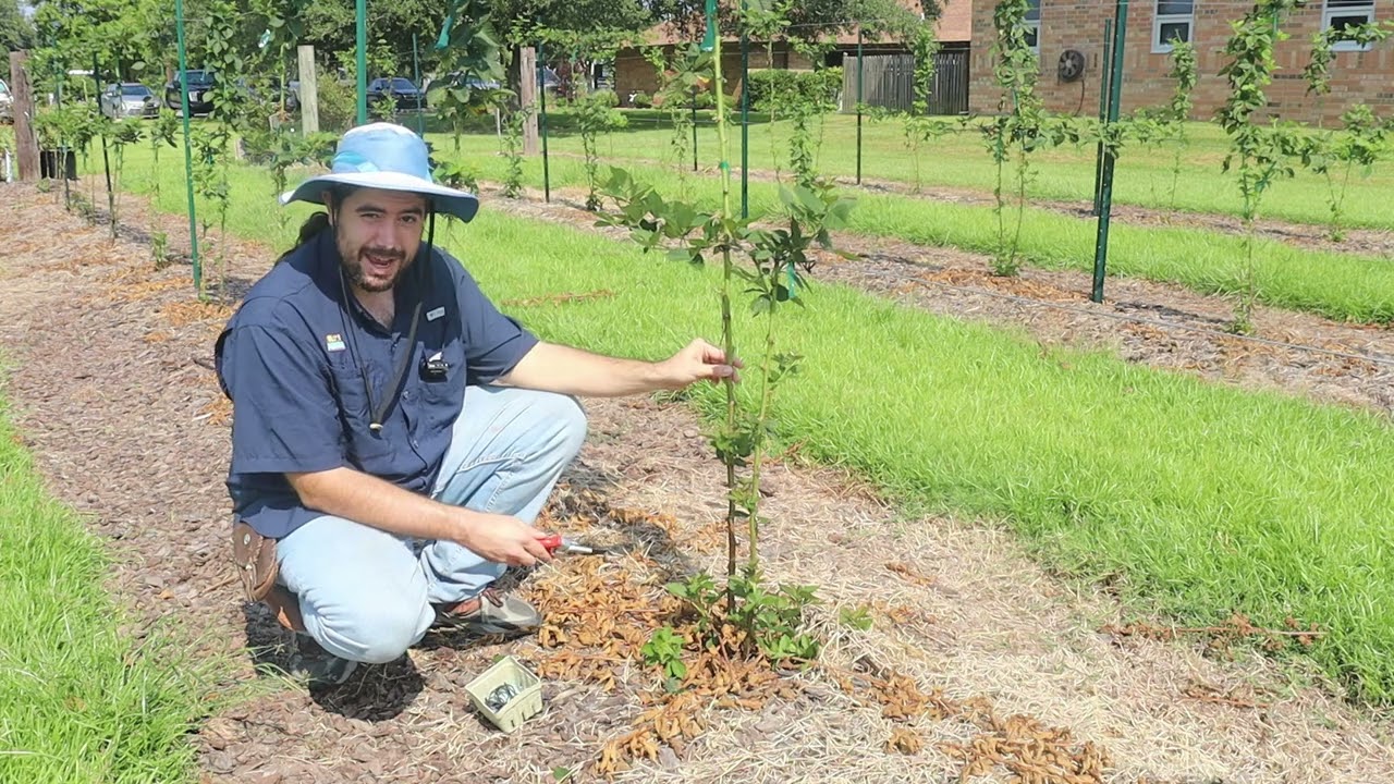 Pruning and Early Shaping Blackberries - Part 2