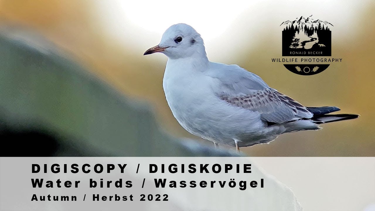 DIGISCOPY / DIGISKOPIE - Water birds / Wasservögel  2022 ZEISS Conquest Gavia 85