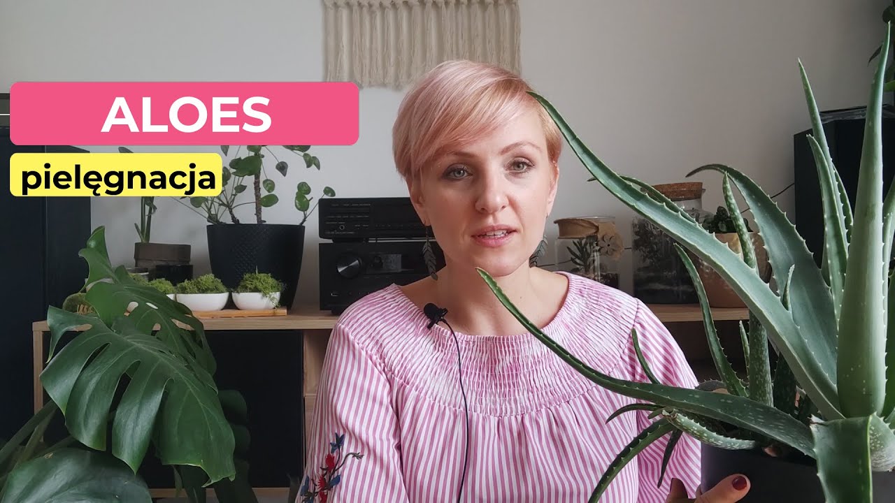 Aloes | Jak go nie zabić? | Pielęgnacja aloesu ll PIPILOTKA