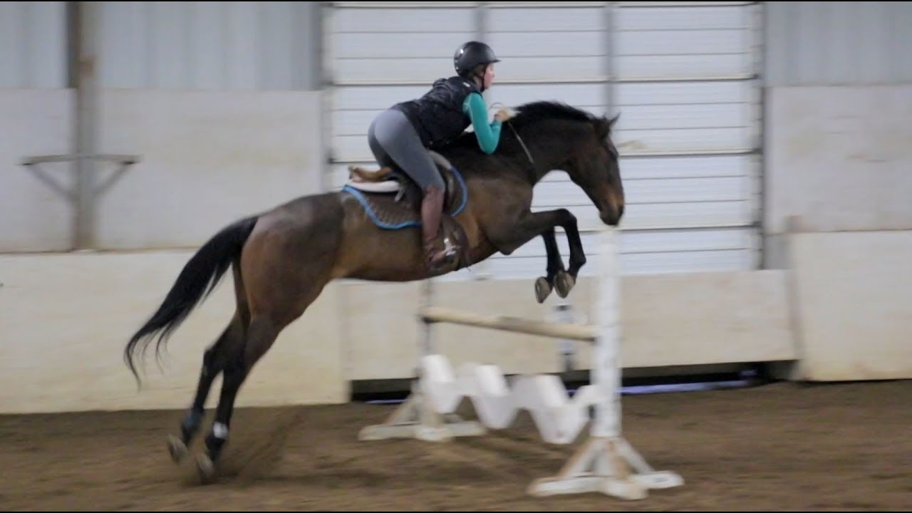 March 27th, 2018 - Jumping Monty Bridleless & Jumping Tico