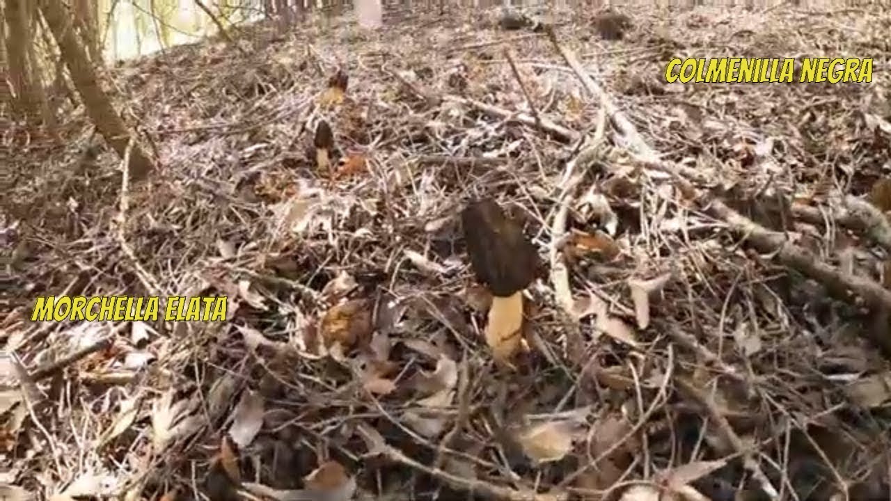 Morchella elata 2022