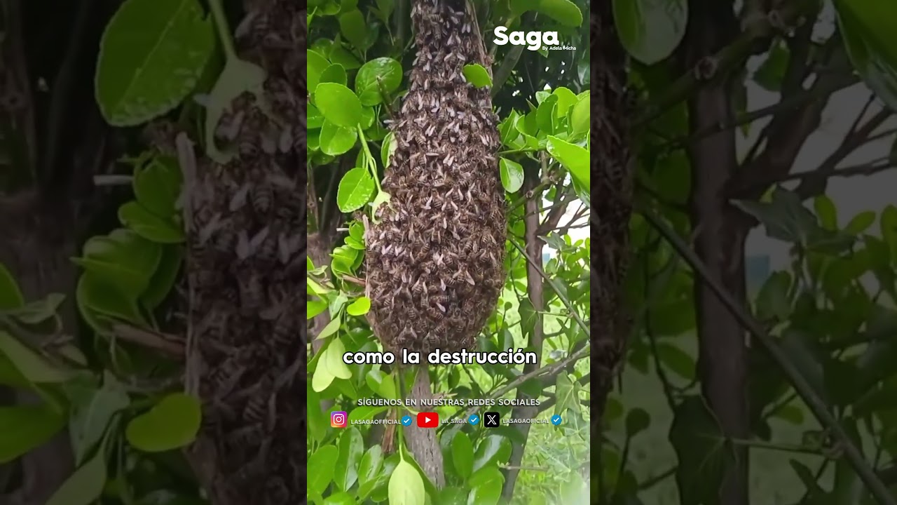 Volcadura de tr&aacute;iler LIBERA MILES DE ABEJAS en Nuevo Le&oacute;n.