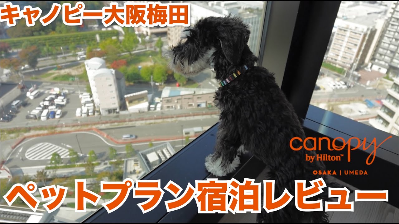 【ペットプラン】キャノピーbyヒルトン大阪梅田｜実家の犬と宿泊レビュー