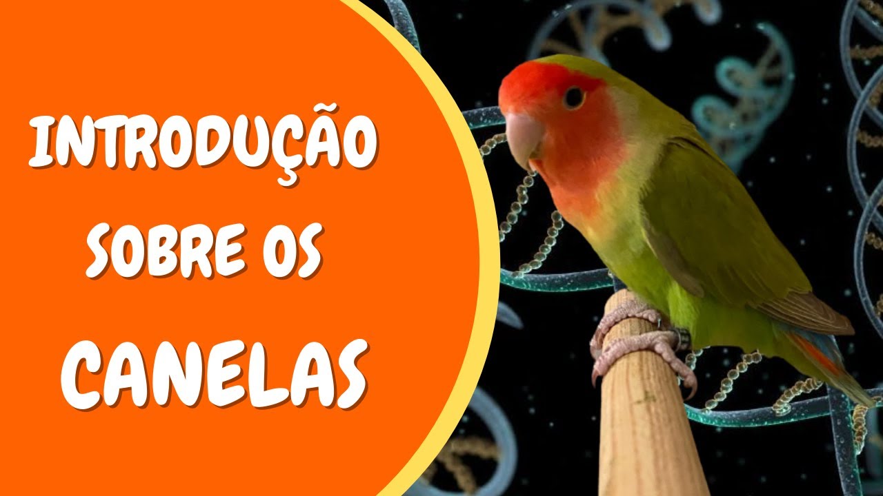GENÉTICA DOS AGAPORNIS - CANELAS