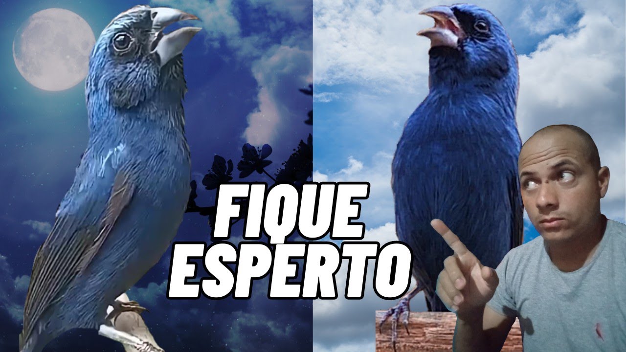 Como fazer o AZUL&Atilde;O cantar dia e noite sem parar? CUIDADO COM ISSO
