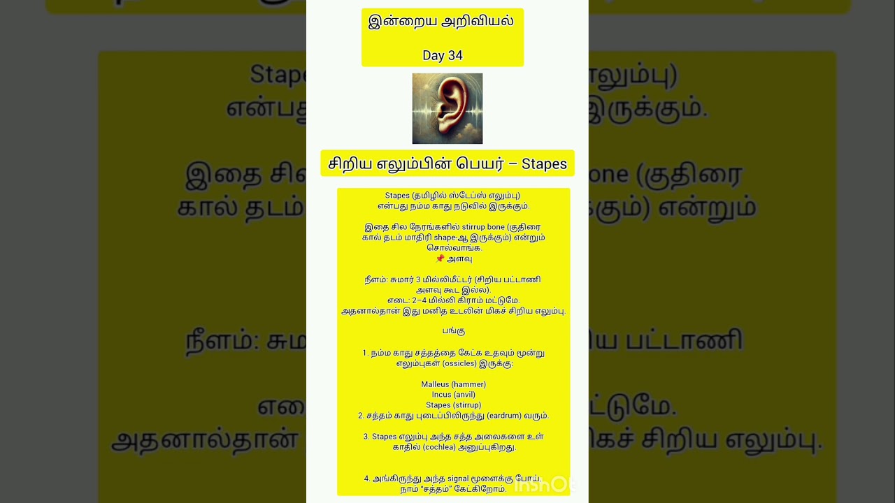 day 34: மனிதனின் சிறிய எலும்பு