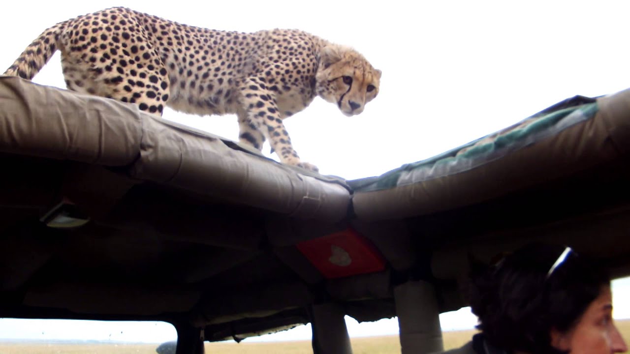 WILD Hissing Cheetahs on our Jeep!